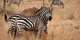 Tanzanie - 2010-09 - 131 - Serengeti - Zebres